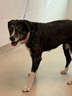 Triss - Australian Cattle Dog/Blue Heeler