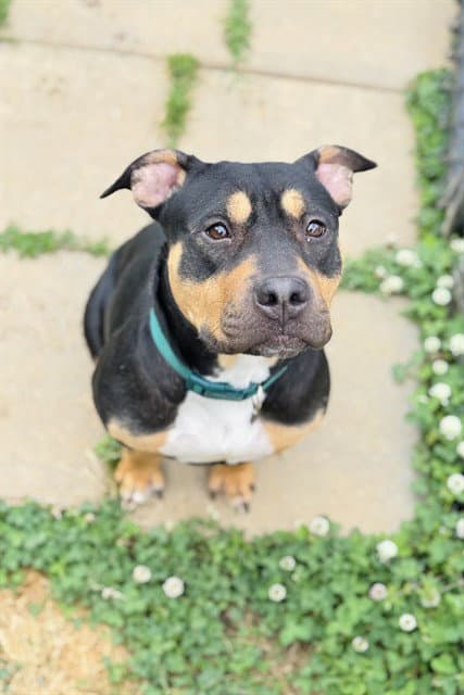 Cupcake - Rottweiler