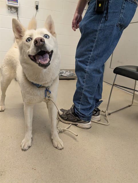 Sheba - Siberian Husky