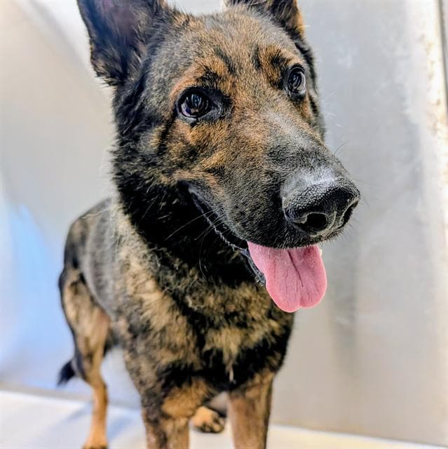 Bingo - German Shepherd Dog