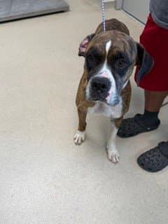 Apollo Creed - Boxer