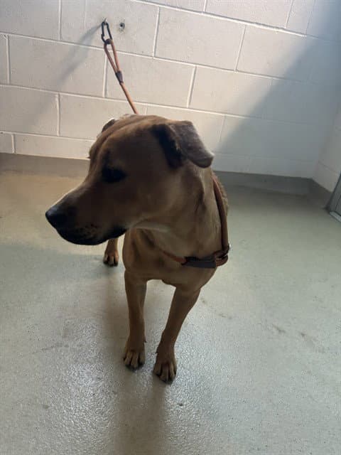 Rusty - Labrador Retriever