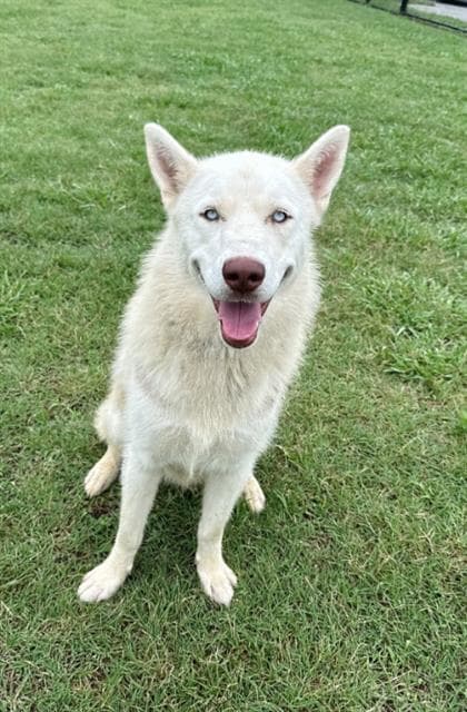 Foghorn Leghorn - German Shepherd Dog