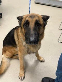 Rex - German Shepherd Dog