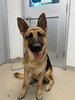 Luther - German Shepherd Dog