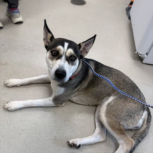 Missy - Siberian Husky