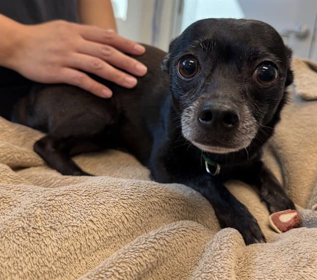 Buddy - Chihuahua