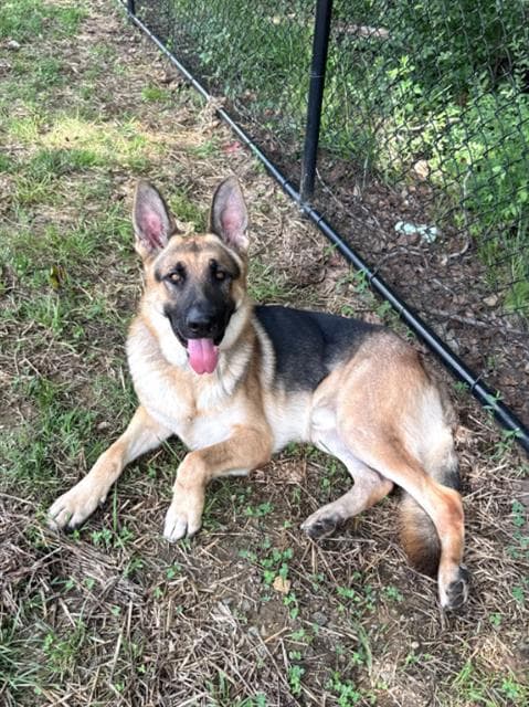 Luther - German Shepherd Dog