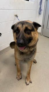 Magneto - German Shepherd Dog