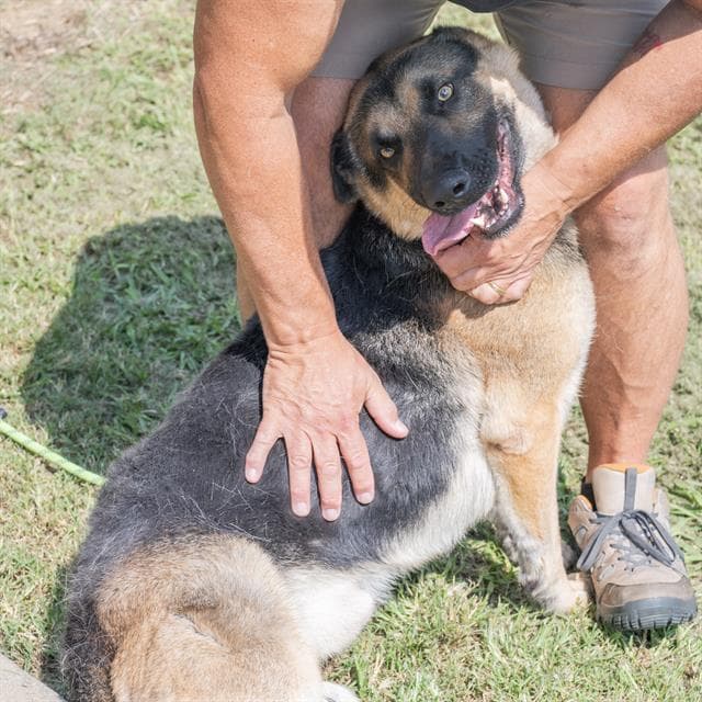 Magneto - German Shepherd Dog