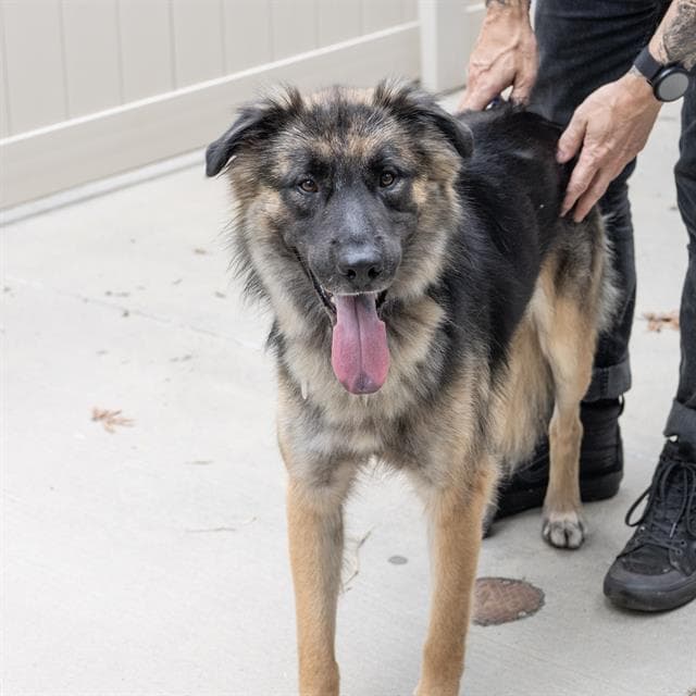 Yukon - German Shepherd Dog