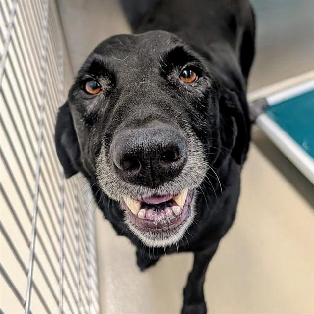 Unknown - Labrador Retriever
