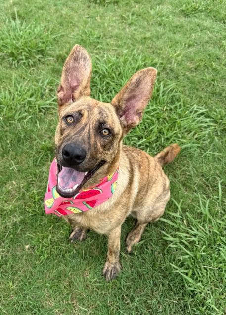 Marigold - Dutch Shepherd