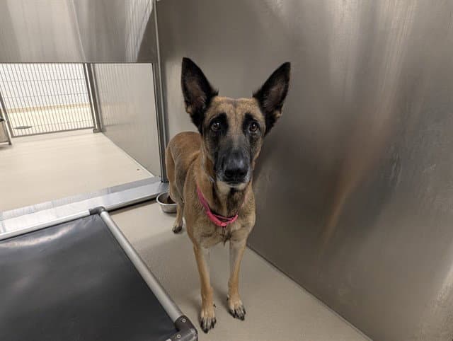 Pepper Anne - Belgian Shepherd Malinois