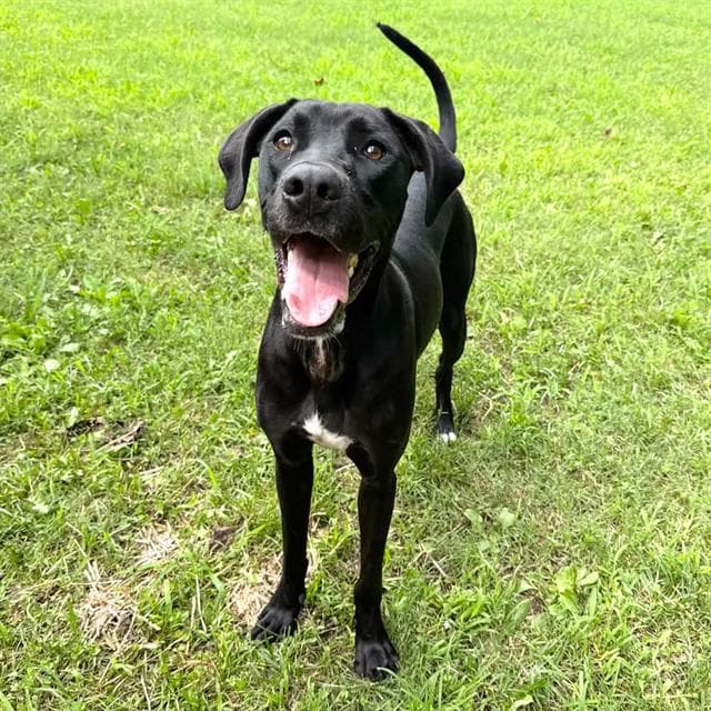 Walker - Great Dane
