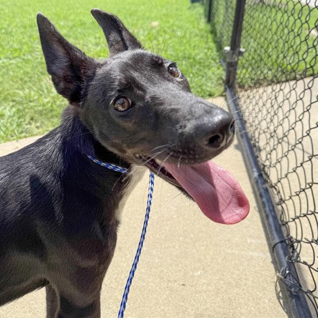 Janie - Carolina Dog