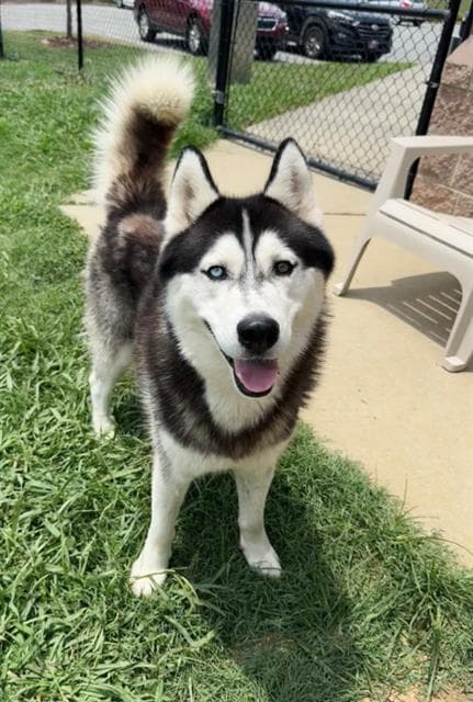 Junior - Siberian Husky