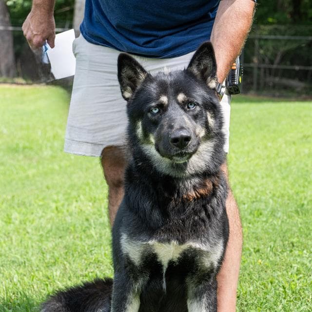 Rayo - German Shepherd Dog