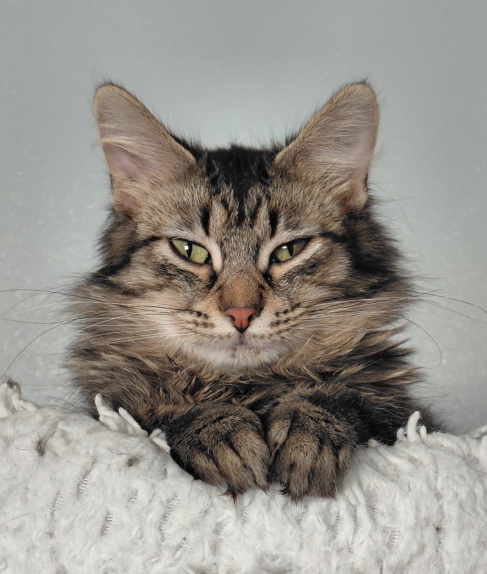 Dixie  The Cat's Brew - Domestic Long Hair