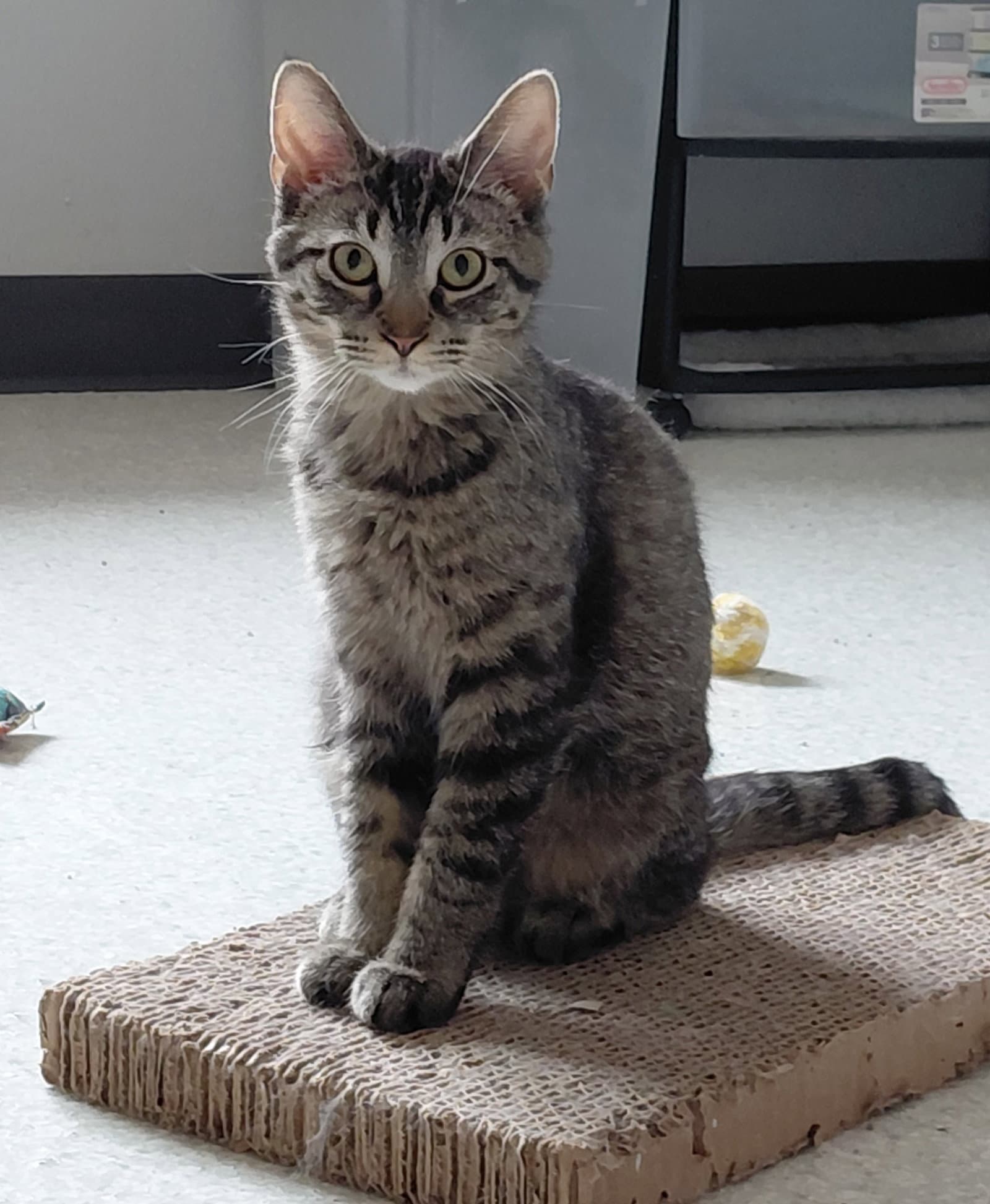 Miranda  The Cat's Brew - Domestic Short Hair
