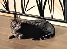 Cleo image 2
