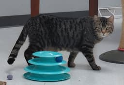 Cleo image 1