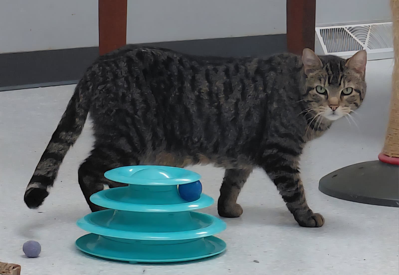 Cleo - Domestic Short Hair