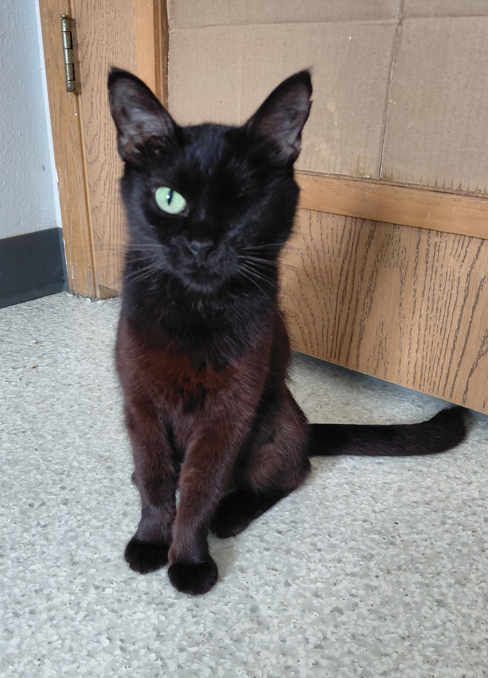 Paris - Domestic Short Hair