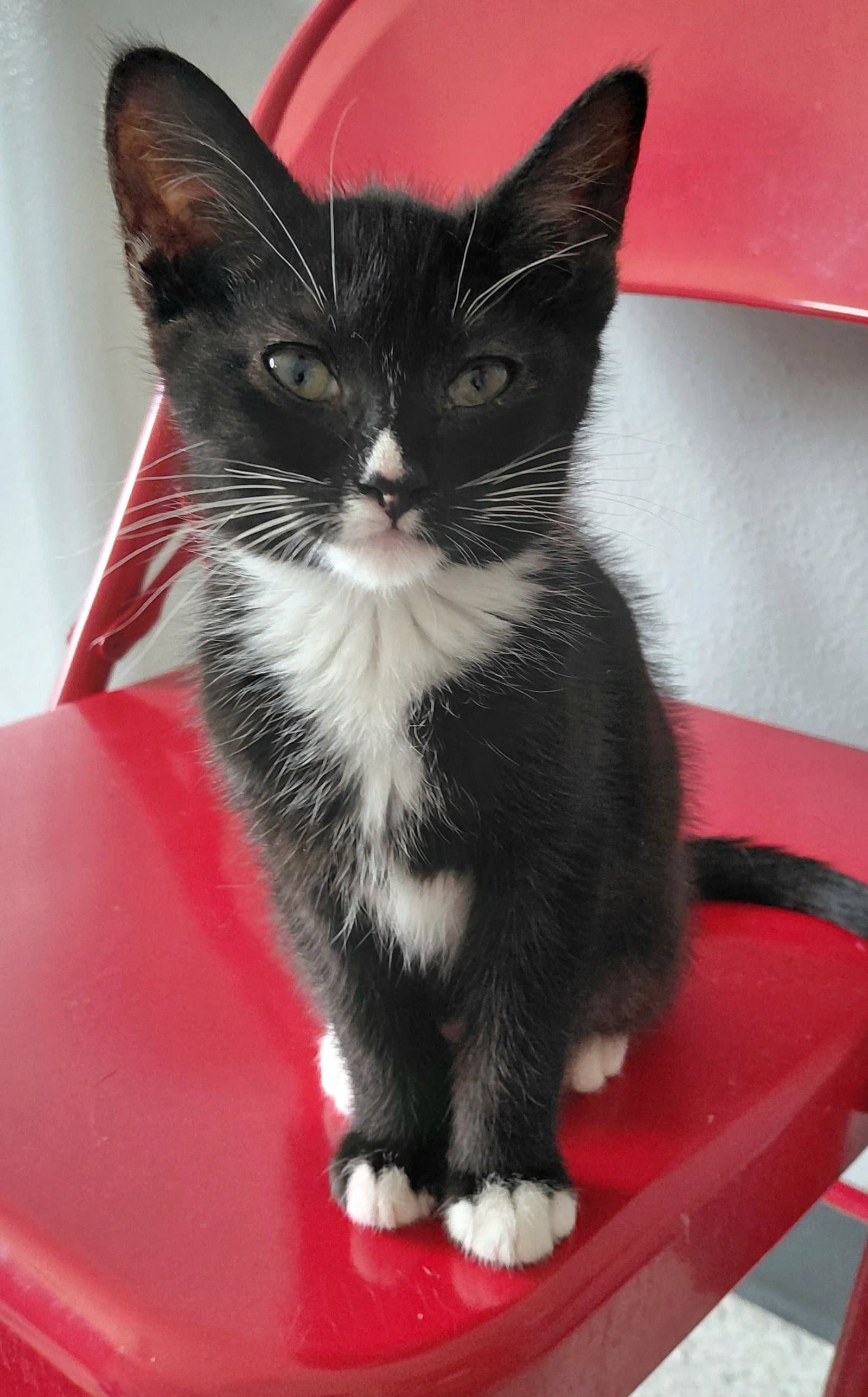 Sydney - Domestic Short Hair