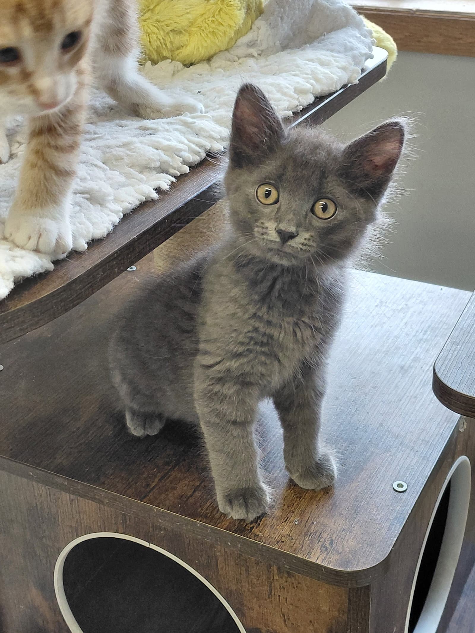 Hayes - Domestic Medium Hair