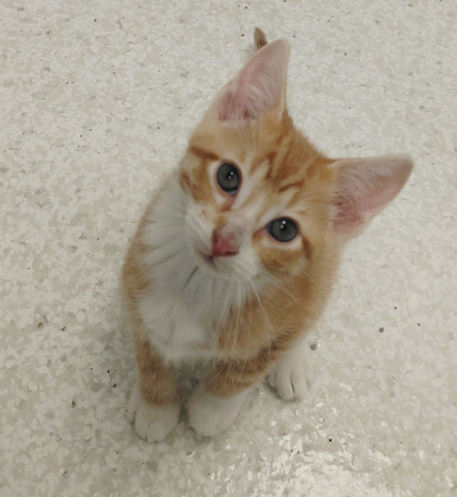 Harper - Domestic Short Hair