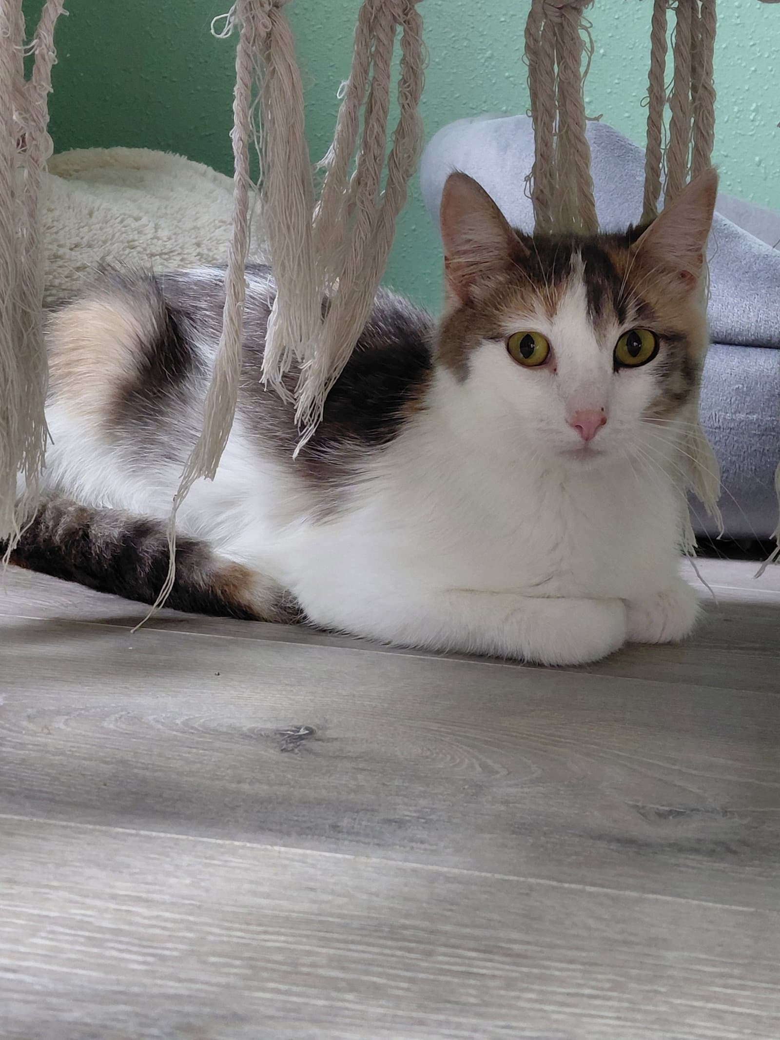 Porcini - Domestic Short Hair