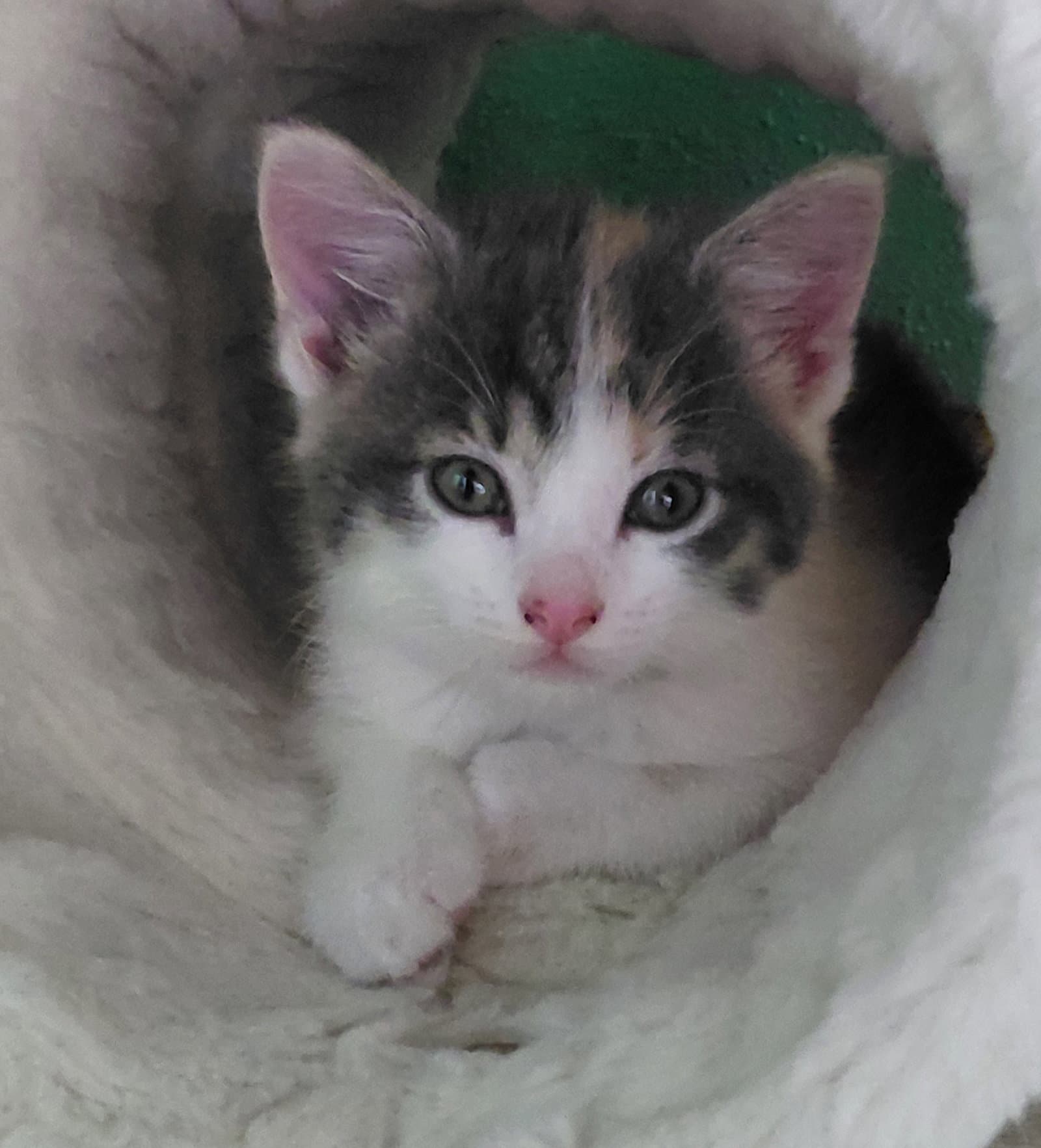 Portobello - Domestic Short Hair