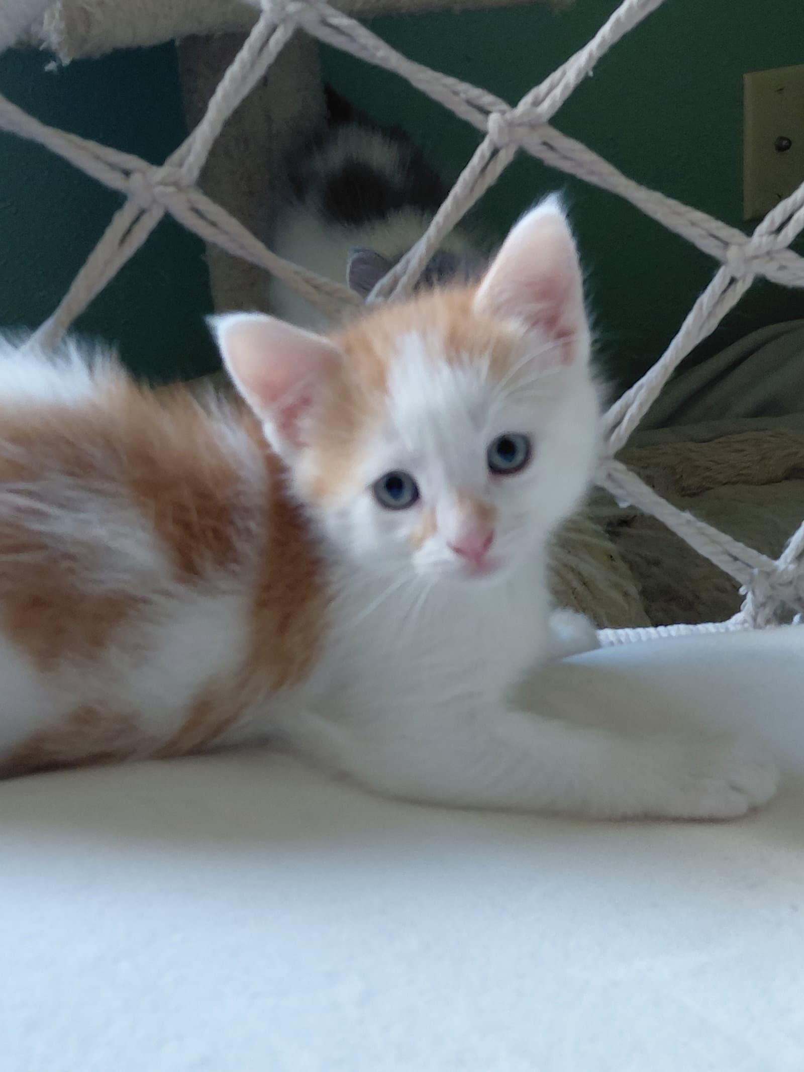 Shiitake - Domestic Short Hair