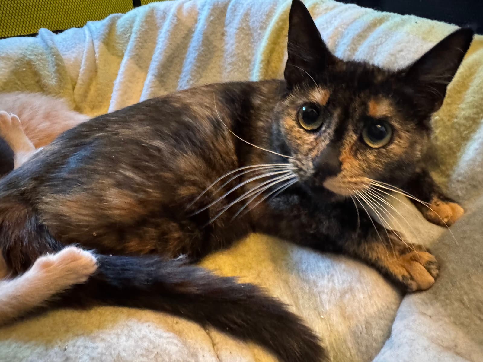 Penny - Domestic Short Hair