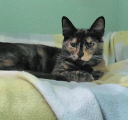 Penny image 3