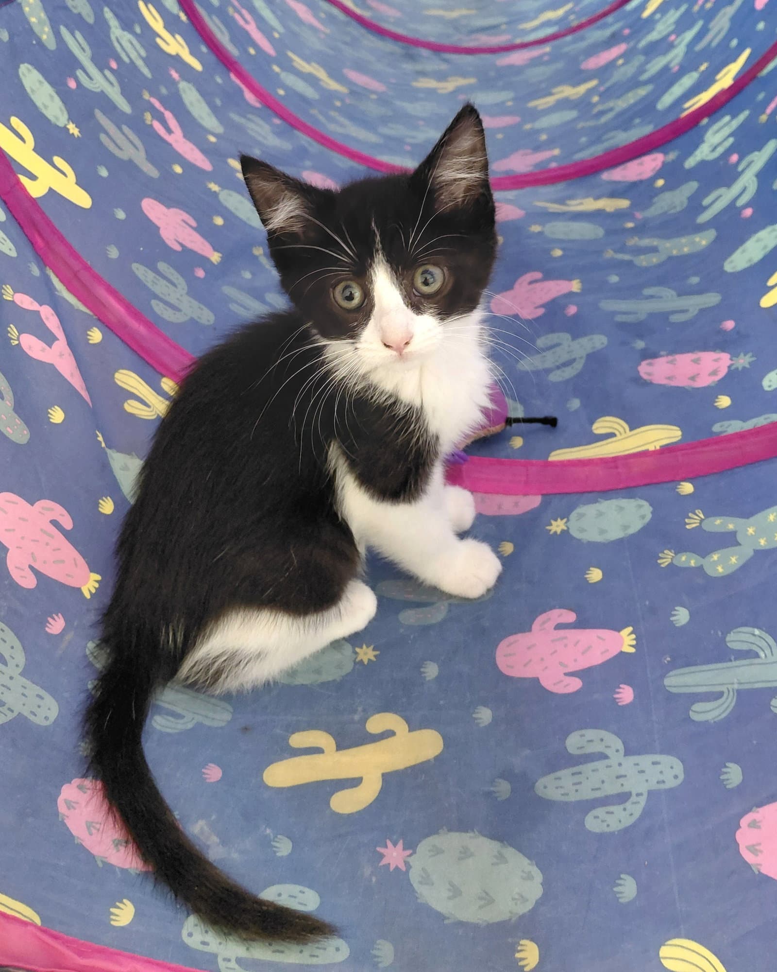 Juniper - Domestic Short Hair