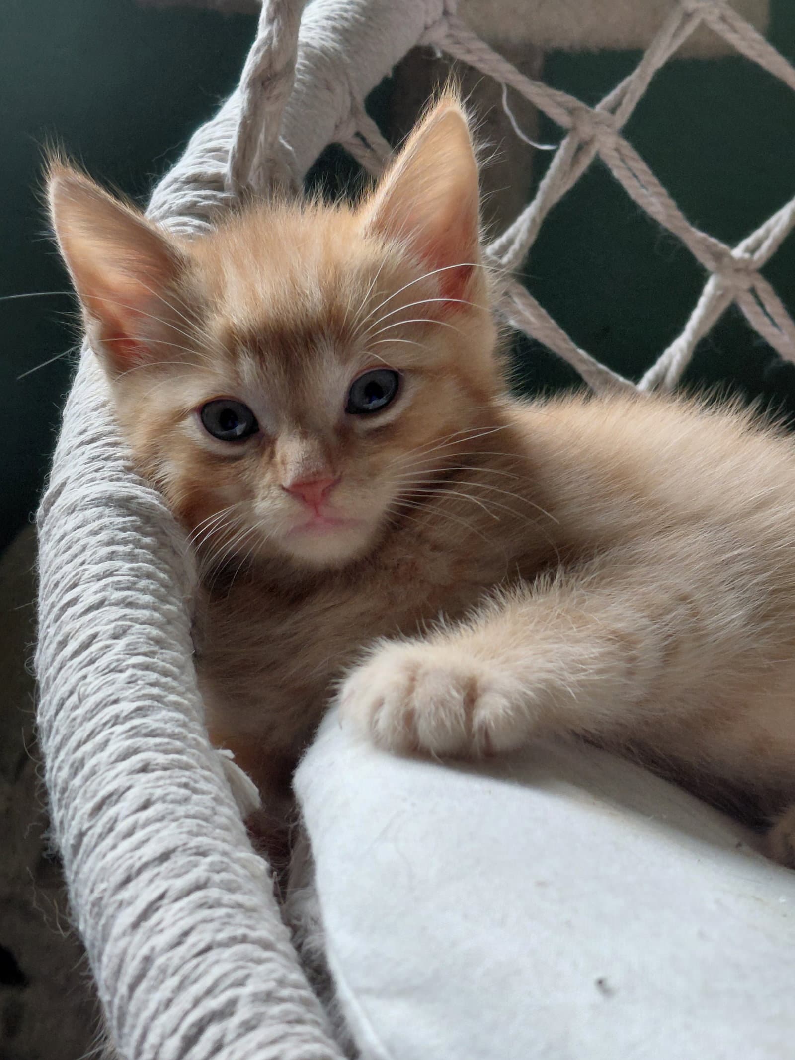 Sheldon - Domestic Short Hair