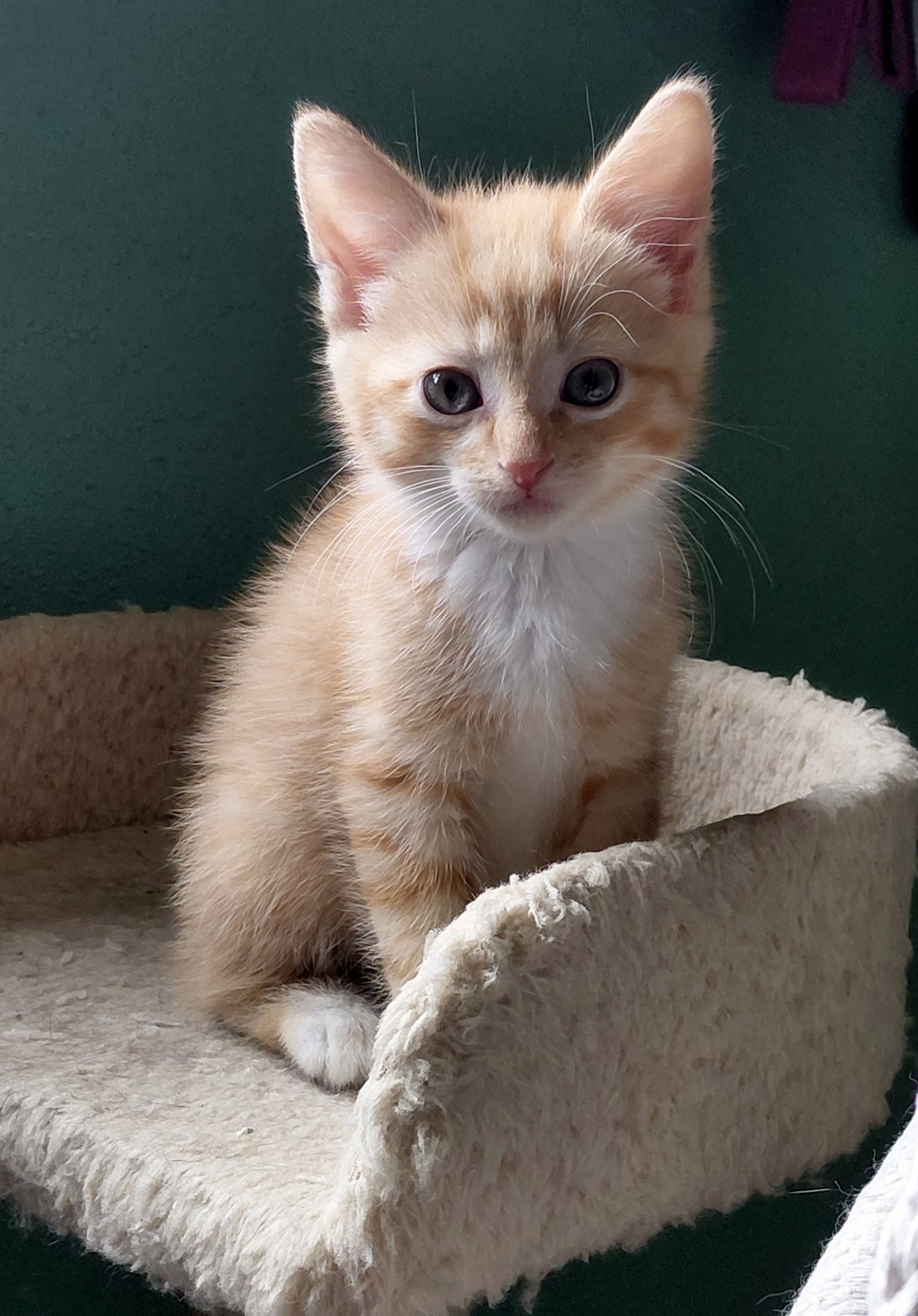 Leonard - Domestic Short Hair
