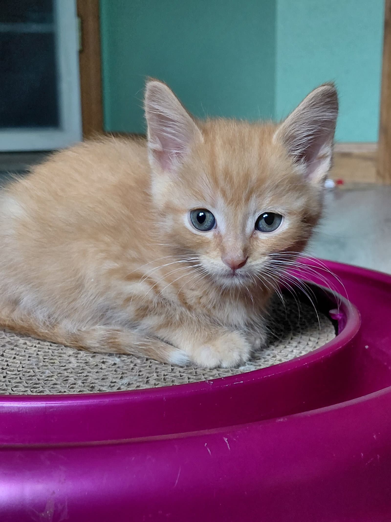 Howard - Domestic Short Hair