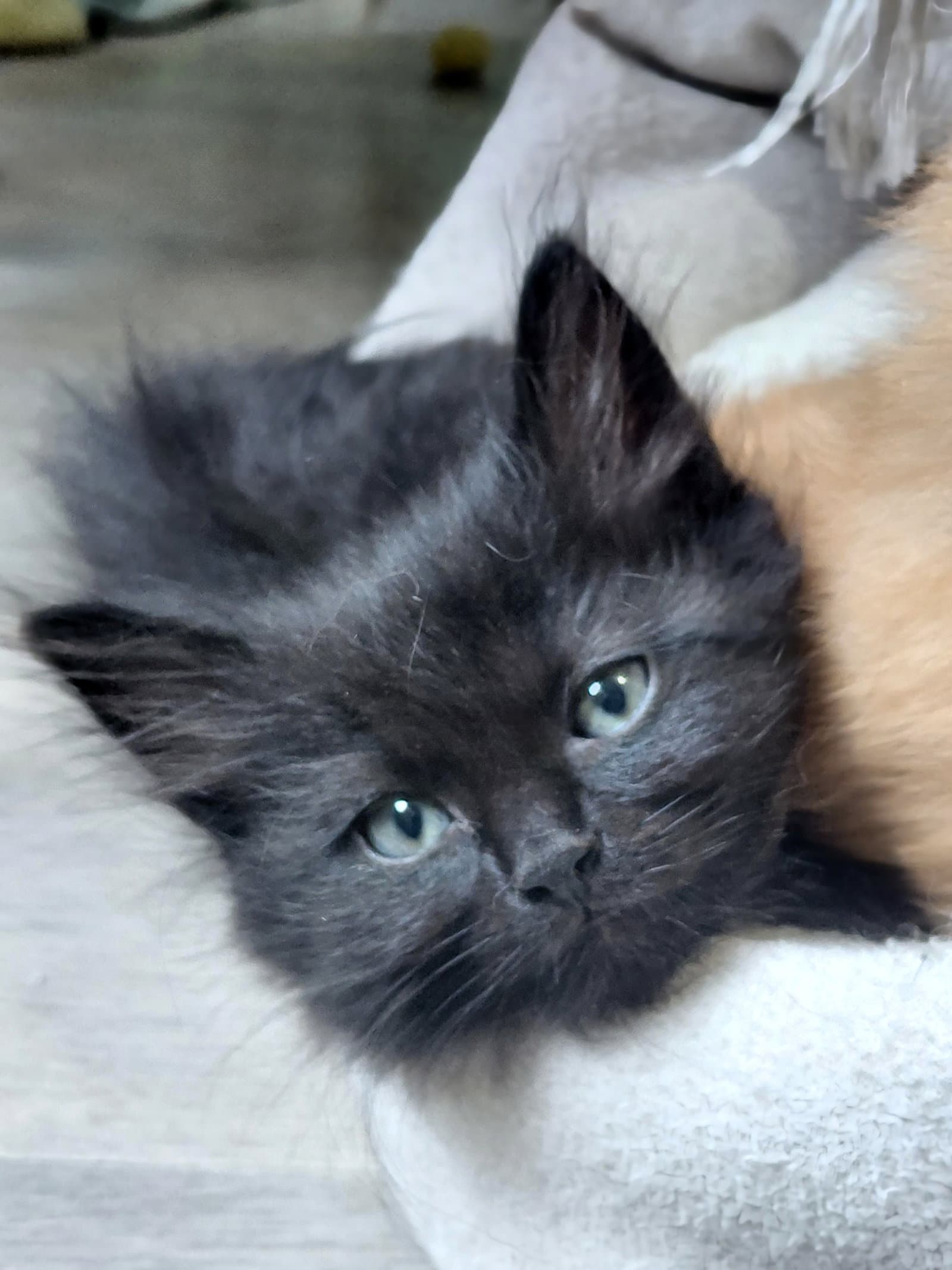 Raj - Domestic Short Hair