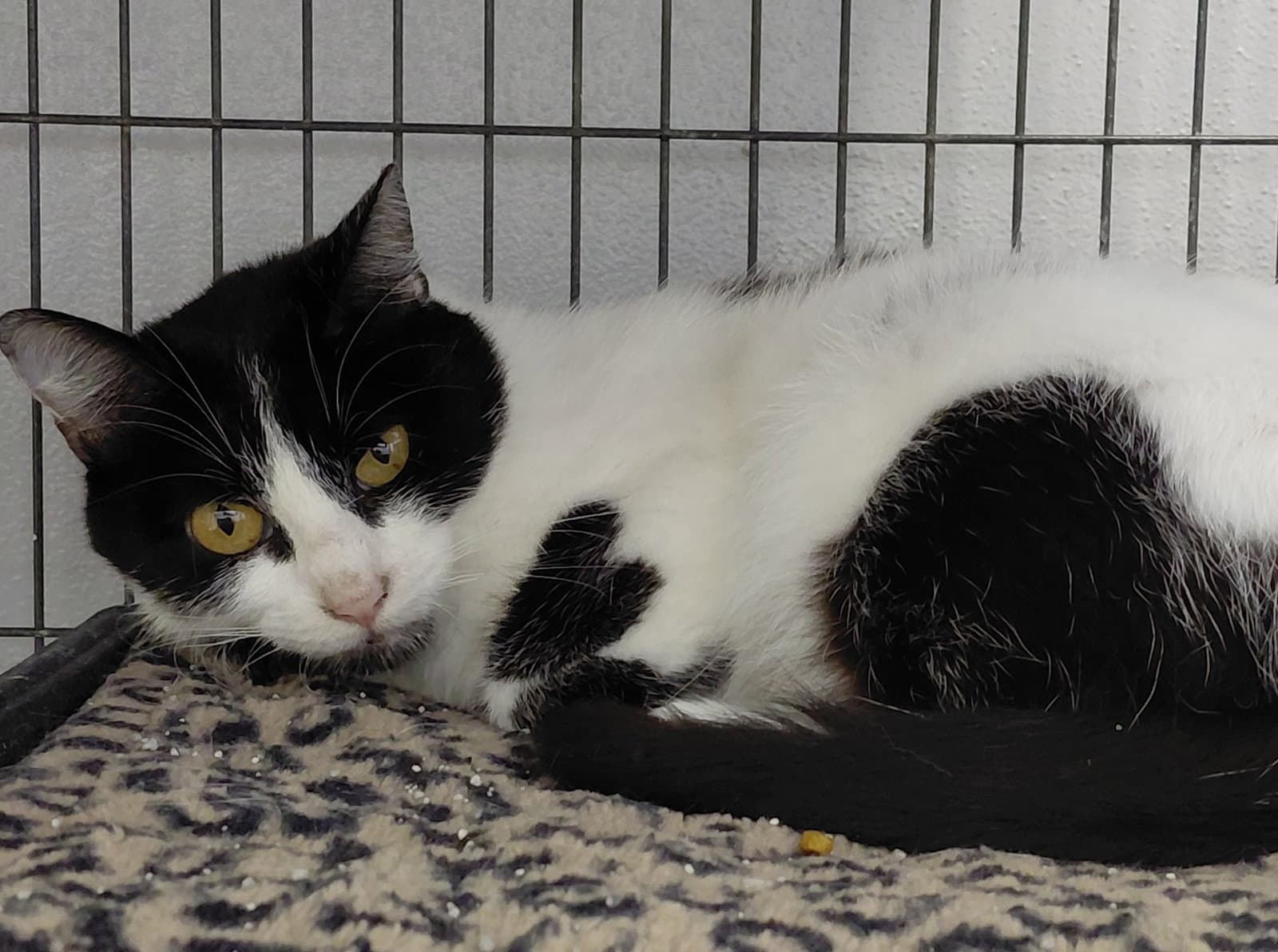Betsey - Domestic Short Hair