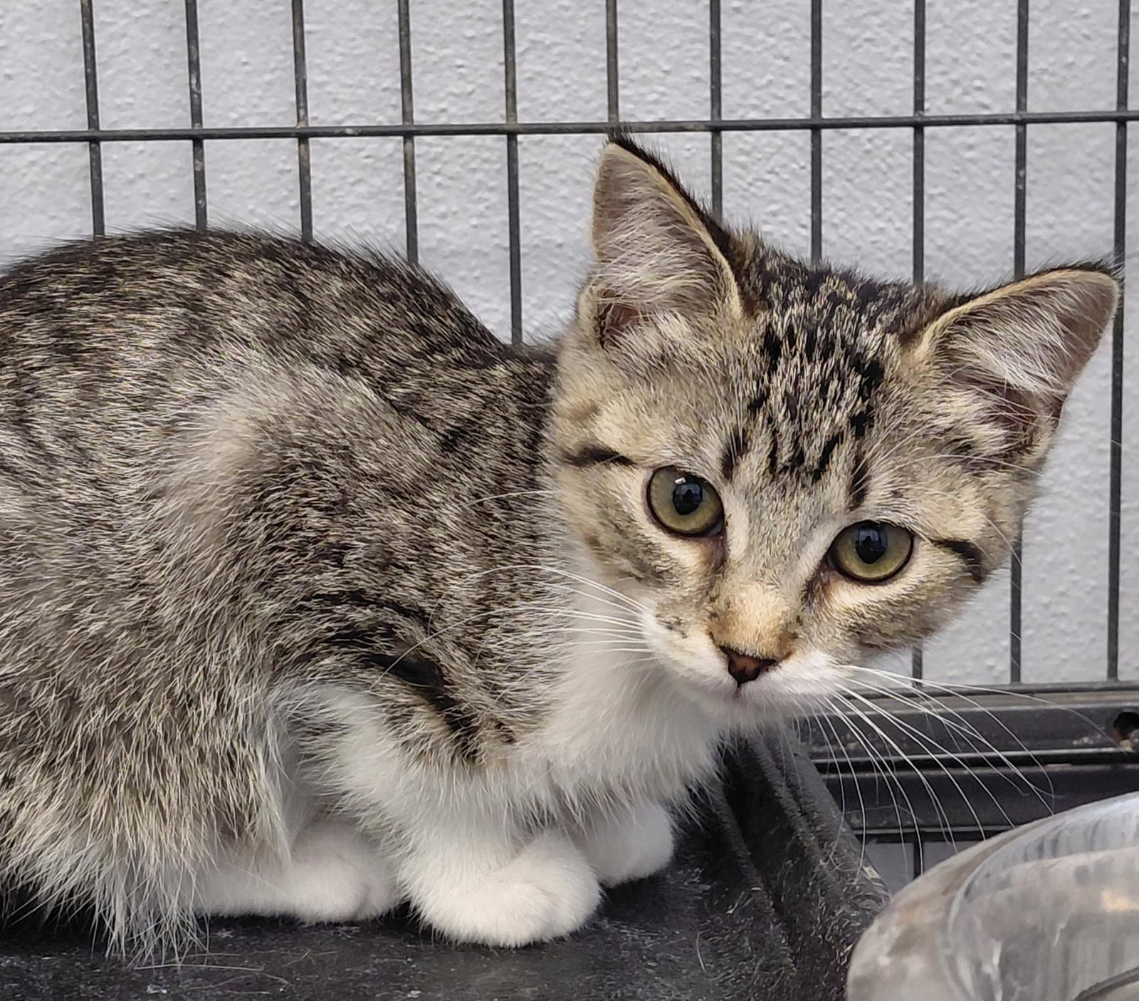 Bindi - Domestic Short Hair