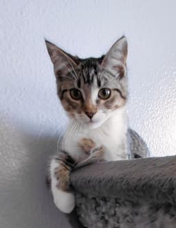 Bindi image 3