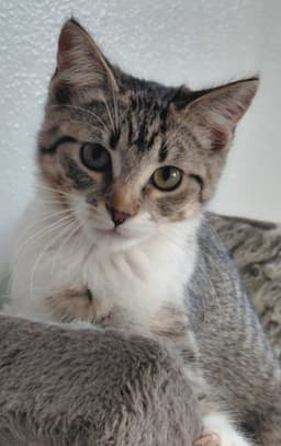 Bindi image 2