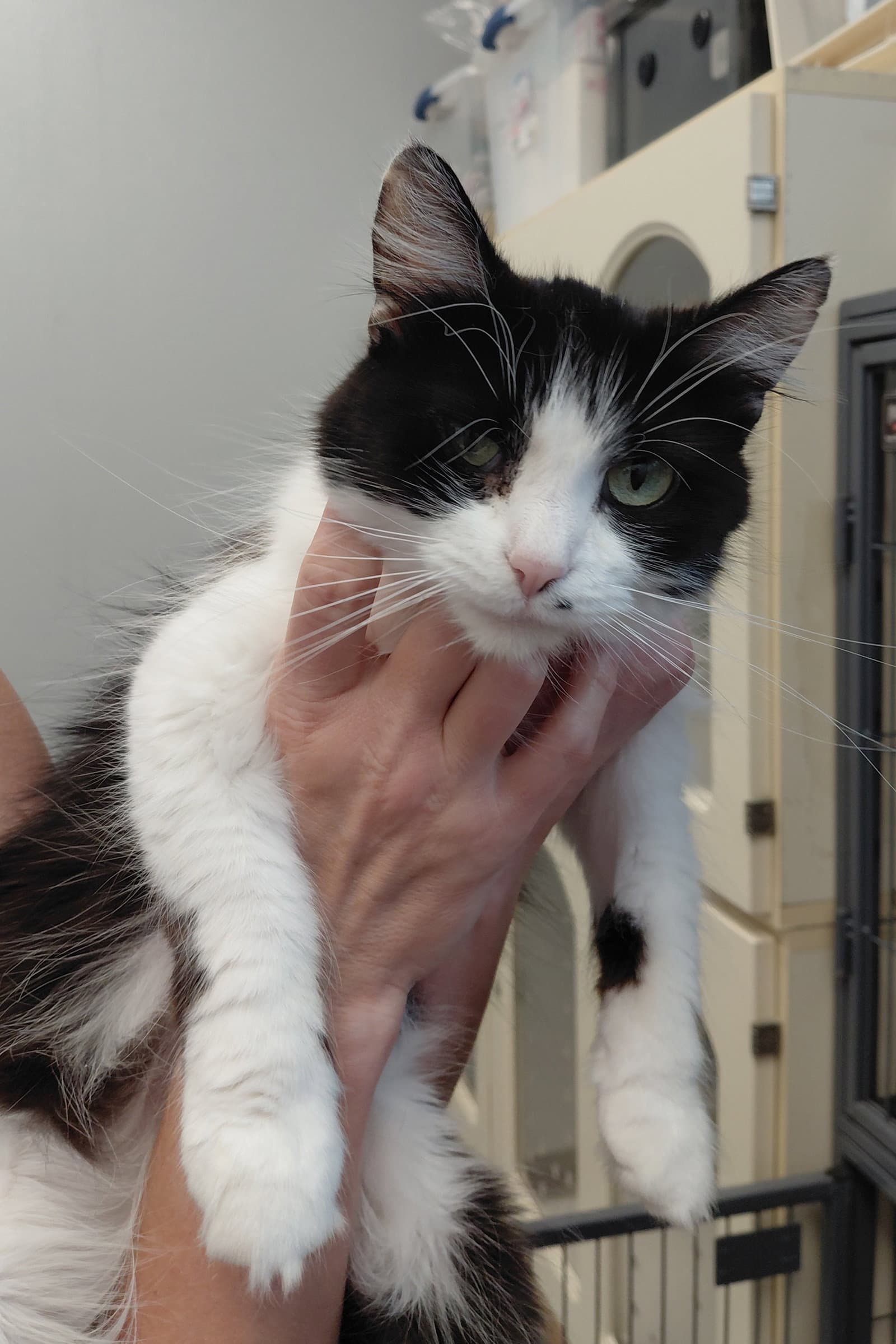 Morticia - Domestic Long Hair