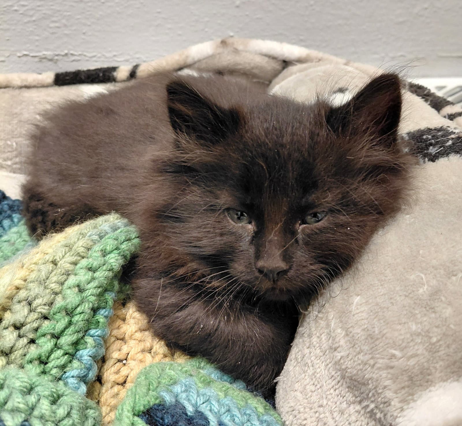 Snooki - Domestic Long Hair