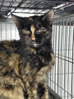 Roxie image 3