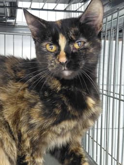 Roxie image 1