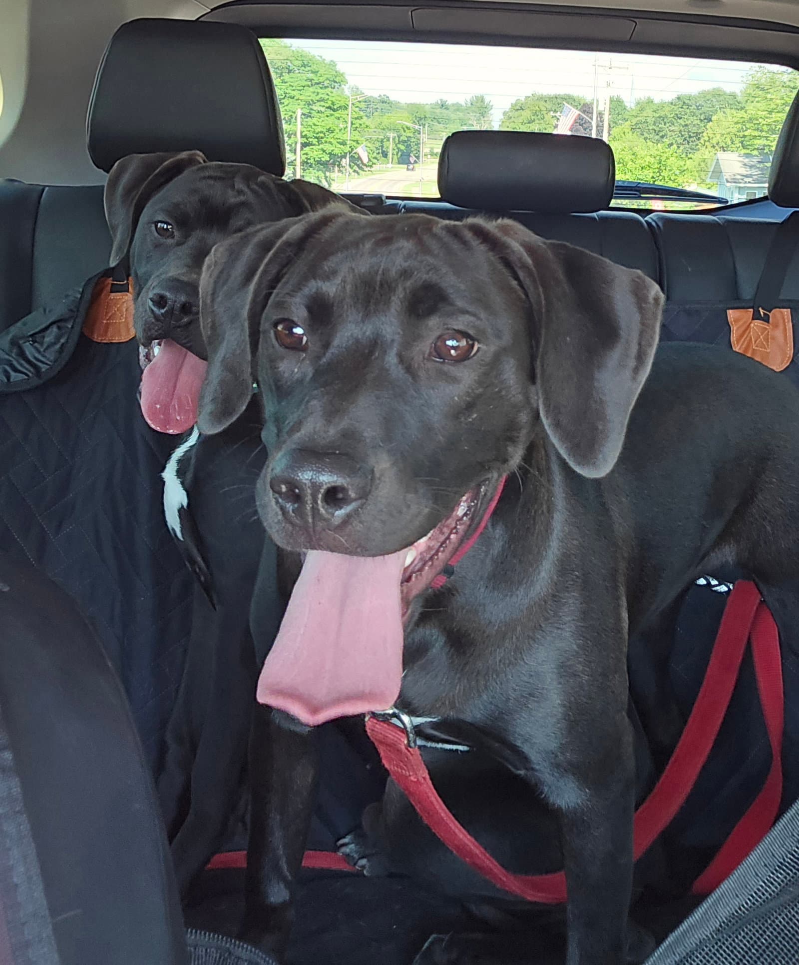 Daisy - Labrador Retriever